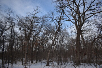 Como Park in the Winter Time 