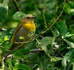 La tángara roja migratoria es una especie de ave paseriforme de la familia Cardinalidae. Los individuos adultos miden entre 17 y 19 cm y hay un dimorfismo sexual marcado. Los machos son completamente 