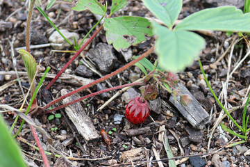 Macro of tiny wild ripe strawberries in the summer