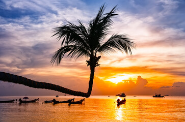 Coconut palm tree against colorful sunset on the beach in Phuket, Thailand.
