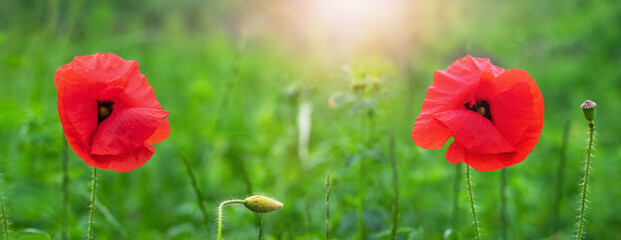 Fototapeta na wymiar Red poppies in green grass in sunlight