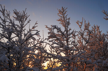 Sunset in the forest between trees in winter. Snowy trees against the blue sky. Murmansk region.