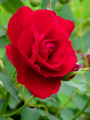 Red rose on a bush among green leaves close up