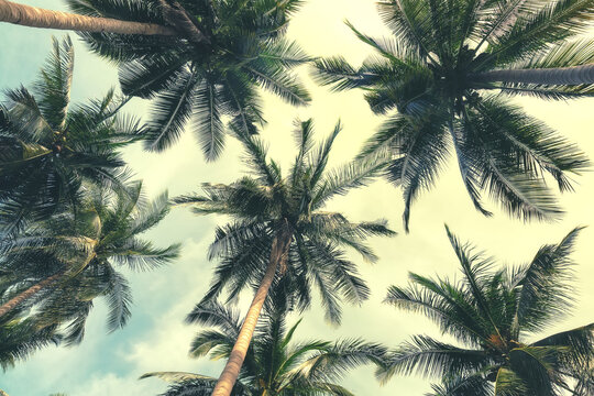 Coconut palm trees and cloud over blue sky in vintage tone.
