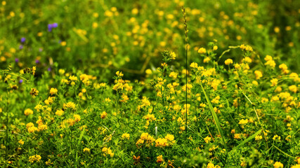 Summer background with yellow wildflowers, yellow flowers on the meadow