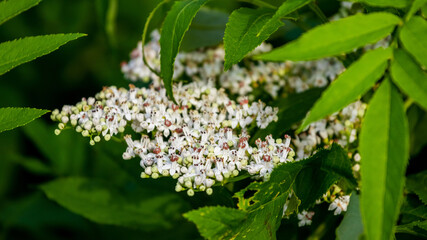 Elderberry blossoms. White elder flowers among green leaves