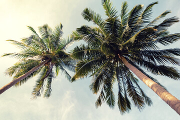 Fototapeta na wymiar Coconut palm trees and cloud over blue sky in vintage tone.