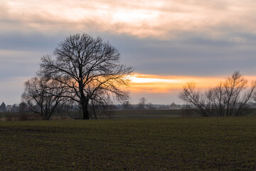 Fototapeta na wymiar landscape during the setting sun and a lonely tree in the field, sunset