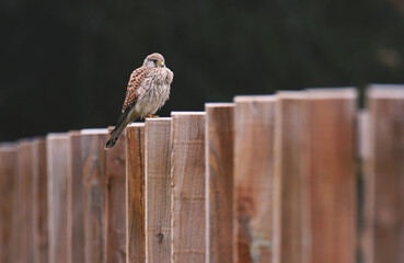 Closeup shot of a Brown creeper sitting on a wooden fence