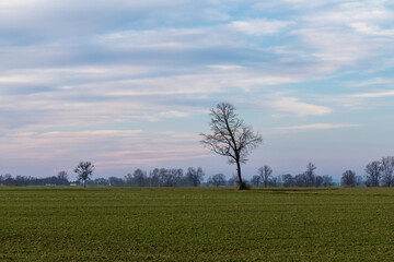 landscape during the setting sun and a lonely tree in the field, sunset
