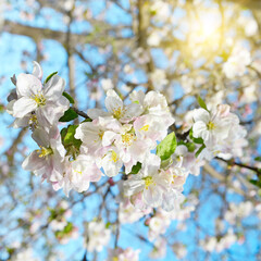 Fototapeta premium Apple tree flowers on the sky background.