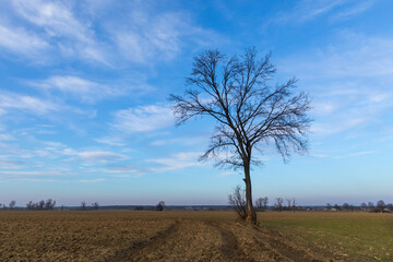 landscape during the setting sun and a lonely tree in the field, sunset