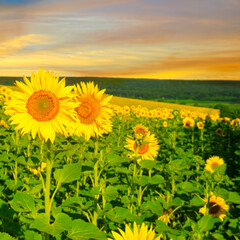 Sunflower fields in warm evening light