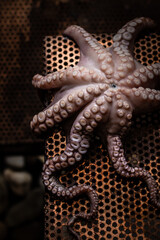 Obraz premium Raw fresh octopus in the darkness 