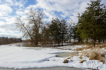 Pines and various trees on the shore of a forest lake. The pond with melting ice is covered with snow. Blue sky with white clouds. Wildlife in early spring