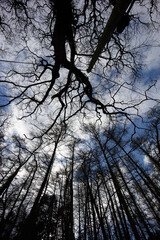 silhouette of a tree