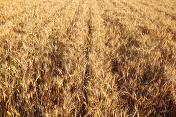 Yellow spikelets of wheat of a new season. Fields of wheat at the end of summer fully ripe. Lines of grain golden ears. New business year and season concept.