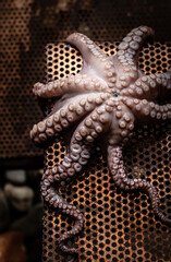 Raw fresh octopus in the darkness 