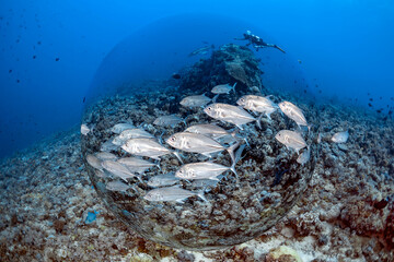Bigeye trevally-Carangue à gros yeux (Caranx sexfasciatus) of Red Sea, Sudan