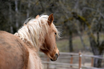 Obraz premium All die schönen Pferde. Portrait von freien Pferden auf der Weide