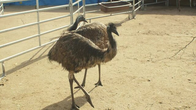 Ostrich is walking in a outdoor area at zoo Darmstadt 4k