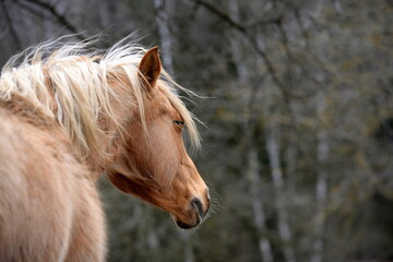 All die schönen Pferde. Portrait von freien Pferden auf der Weide
