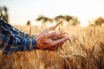 Closeup of the man's hand touching the golden ripen spikelets of wheat in the middle of the field on a sunny day. Farmer checking the quality of grains. New crop season, agricultural harvesting.