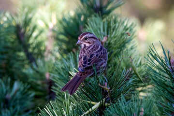 Song sparrow perched on the front of a green pine tree in Canada