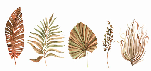 Dried palm leaves, pampas grass set painted with watercolor. Botanical boho elements isolated on white. Boho wedding invitation, greeting, card, postcard, stickers, celebration