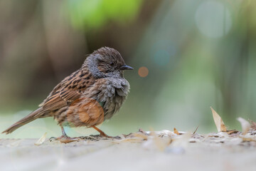 Accenteur mouchet oiseau en liberté