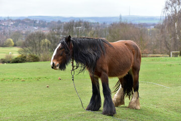 Draught horse , less often called a carthorse, work horse or heavy horse, is a large horse bred to be a working animal doing hard tasks such as plowing and other farm labor.