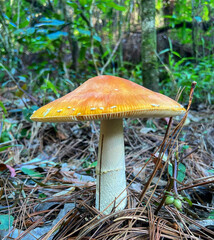 orange cap boletus