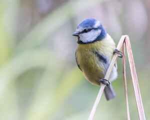 Mésange bleue dans la nature sur tige au printemps 