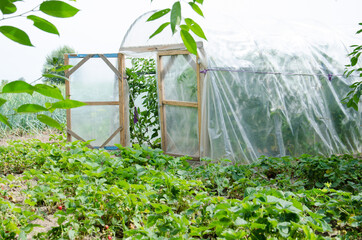 A greenhouse in a green garden in which grow tomatoes, and other vegetables and fruits, berries. Farm