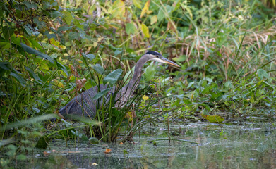 Great blue heron fishing in a stream in the arboretum, part of a 1,000 acre Experimental Farm space in the middle of Ottawa, Ontario, Canada