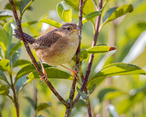 Sedge Wren (Cistothorus platensis) perched amongst the low branches of a high mountain shrub