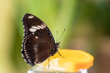 A large tropical butterfly Hypolimnas bolina sits on a cut orange and drinks nectar.