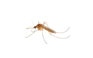 Common house mosquito isolated on white background, Culex pipiens