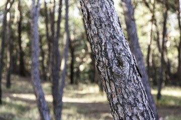 Fototapeta premium Forest with trees