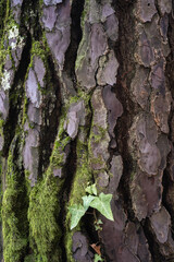 Beautiful natural tree bark pattern. Close up of a tree. Natural background