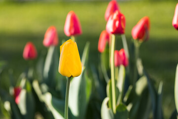 Beautiful, spring, blooming tulips, colorful flowers
