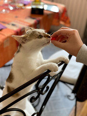 Chaton 