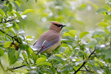 Cedar waxwing perched on a branch of a green leafy bush with a light green background. Taken in late spring in Canada.