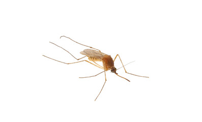 Common house mosquito isolated on white background, Culex pipiens