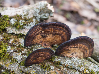 Close up group of Fomitopsis pinicola. Red belt conk or red belted bracket fungus, growing on a dead tree trunk, selective focus