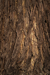 Beautiful natural tree bark pattern. Close up of a tree. Natural background