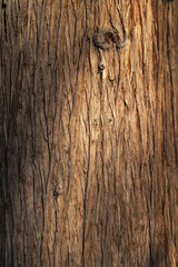 Beautiful natural tree bark pattern. Close up of a tree. Natural background