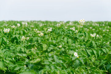 Blossoming of potato fields, potatoes plants with white flowers growing on farmers field,.growing...