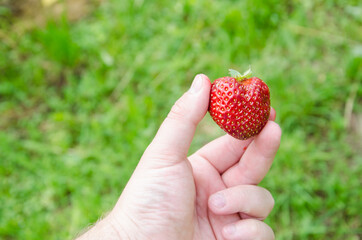 Red, ripe, strawberries in a male hand, on a background of green grass. Bio Without chemistry and nitrates