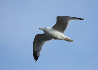 Herring Gull, Bird in flight with blue sky.